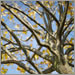 Planting a Family Tree